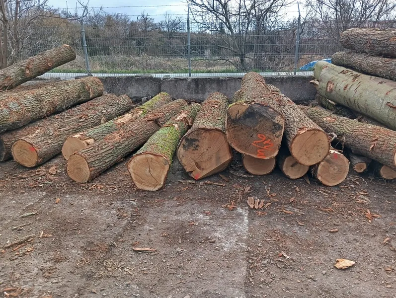 DĄB – kłody tartaczne, długość 4/5/6 m – SPRZEDAM