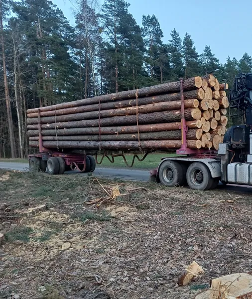SOSNA – drewno tartaczne, dłużyce, kłody- SPRZEDAŻ