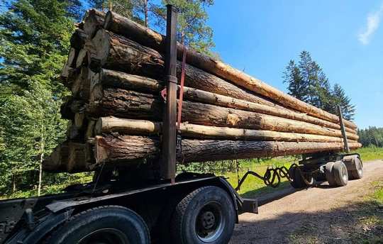 SOSNA – drewno tartaczne z Lasów Państwowych – SPRZEDAŻ