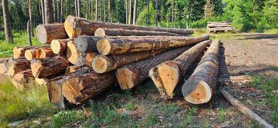 JODŁA – drewno tartaczne z Lasów Państwowych i prywatnych – SPRZEDAŻ