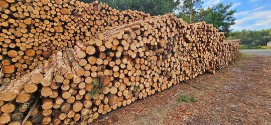 SOSNA – drewno S2a / S2B oraz drewno paletowe – KUPIĘ