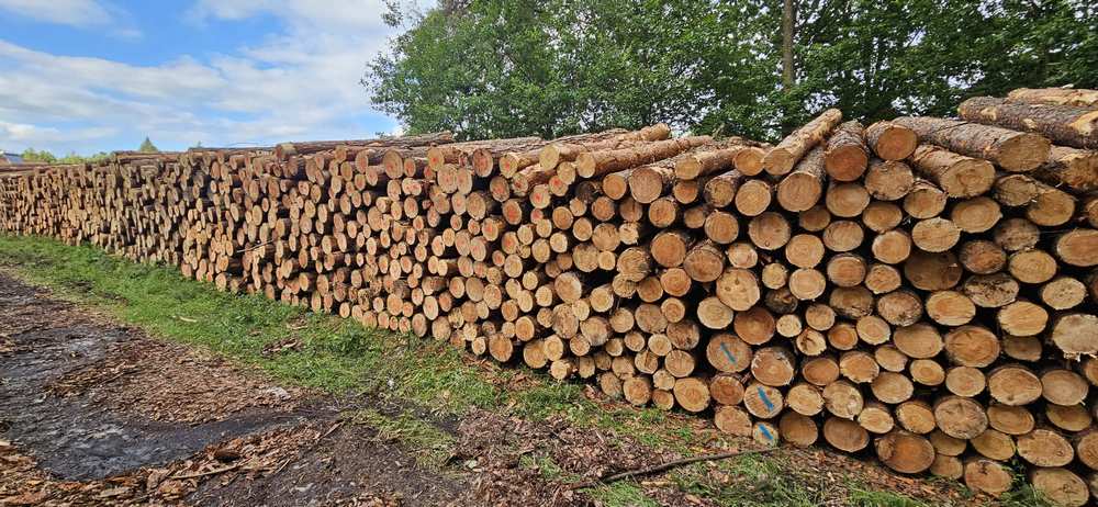 SOSNA – kłody tartaczne, dłużyce, papierówka- SPRZEDAŻ