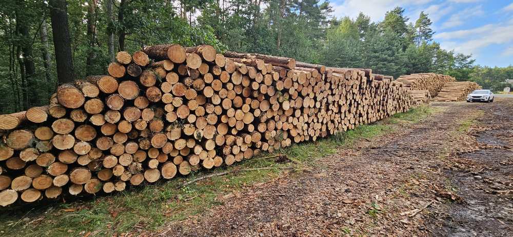 SOSNA – drewno paletowe długości 2,5 m – SPRZEDAŻ