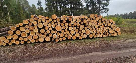 SOSNA – kłody tartaczne długości 5 m z Lasów Państwowych i prywatnych – SPRZEDAŻ