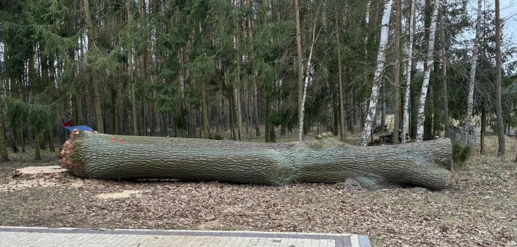 DĄB- pojedyncza kłoda świeżo ścięta- SPRZEDAM