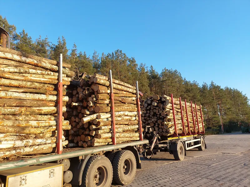 Drewno kominkowe brzoza – sprzedaż i transport