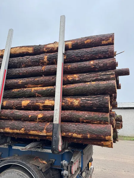 SOSNA – kłoda 4,0 m | drewno tartaczne – sprzedaż