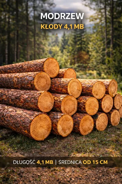 Modrzew – kłody tartaczne 4,1 mb | od 15 cm | SPRZEDAŻ