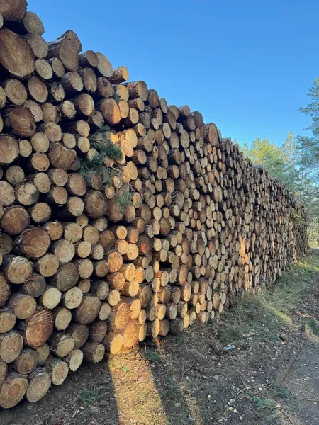 SOSNA – drewno paletowe 2,5 m | stała dostępność