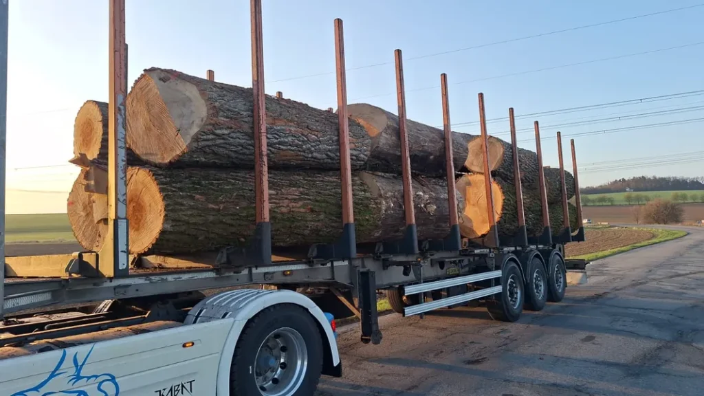 TOPOLA – kłody tartaczne, długość 2,5 m – SPRZEDAM