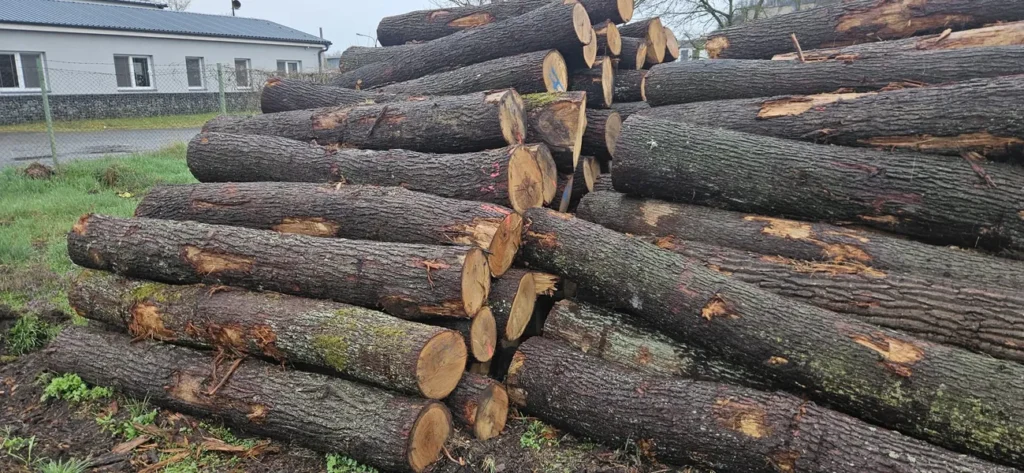 DĄB – kłody tartaczne, długość 2,5 i 3 m – SPRZEDAM