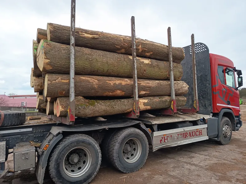 JESION – kłody tartaczne, długość 4 m – SPRZEDAM