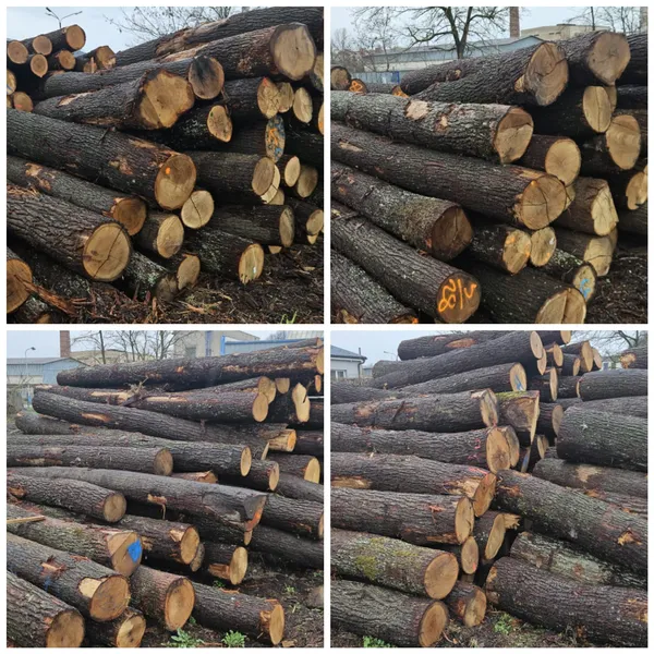 DĄB – kłody tartaczne, długość 3/4/5 m – SPRZEDAM