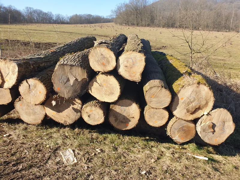 JESION – kłody tartaczne, długość 4 m – SPRZEDAM