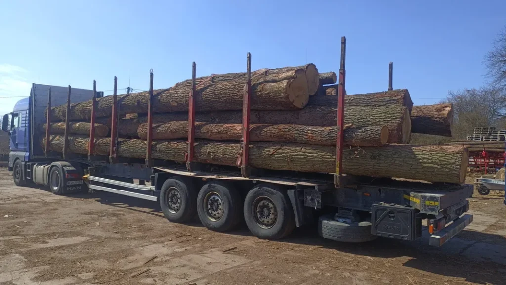 DĄB – drewno tartaczne, długość 4-10 m – SPRZEDAM