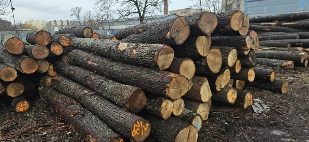 DĄB – kłody tartaczne, długość 2,5 i 3 m – SPRZEDAM