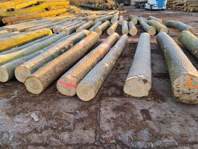 JESION – kłody tartaczne, długość 3/4/5/6 m – SPRZEDAM