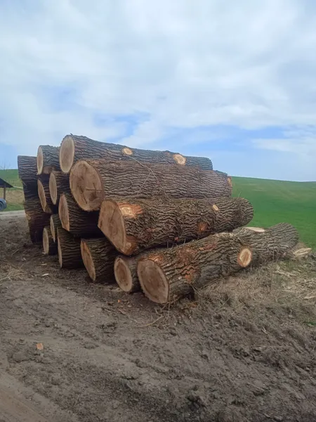 TOPOLA – kłody tartaczne, długość 4 m – SPRZEDAM