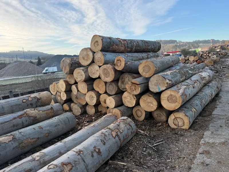 BUK – kłody tartaczne, długość 4/5/6 m – SPRZEDAM