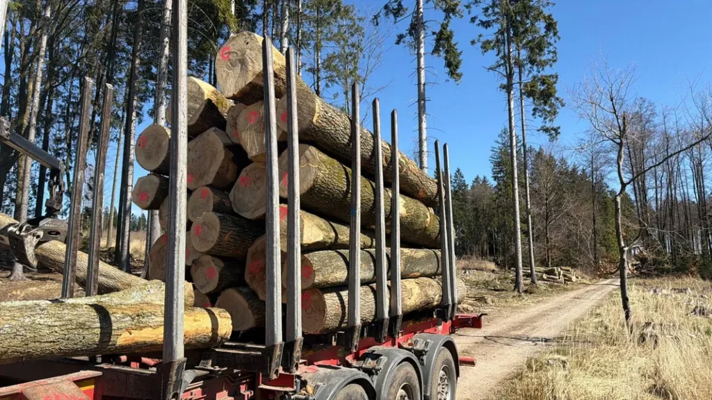 JESION – kłody tartaczne, długość 4 m – SPRZEDAM