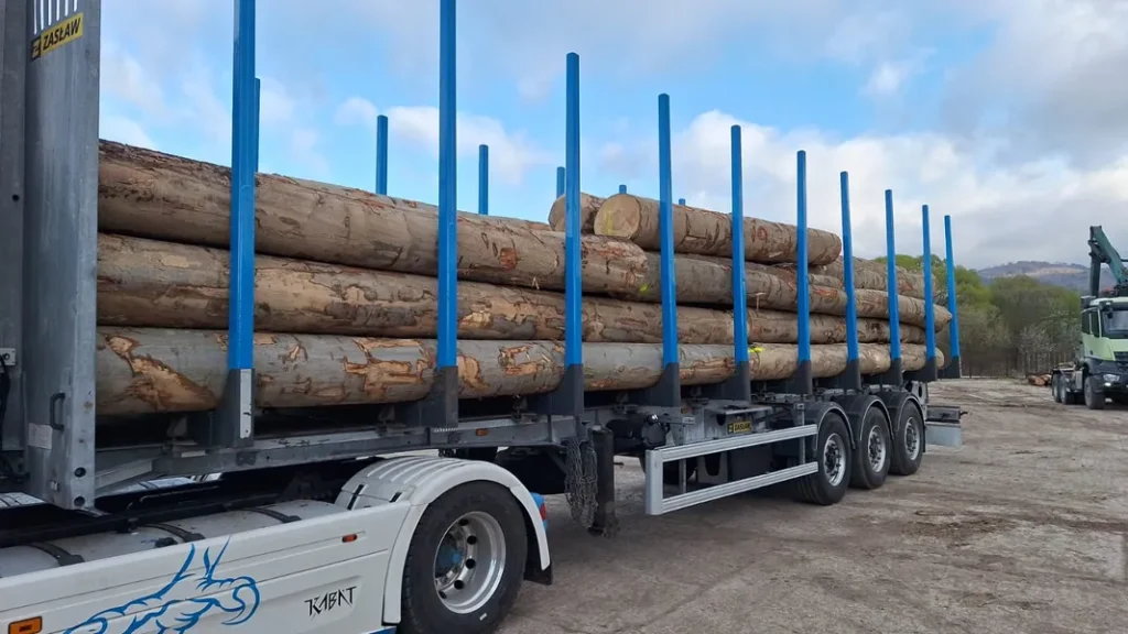 BUK – kłody tartaczne, długość 4/6 m – SPRZEDAM