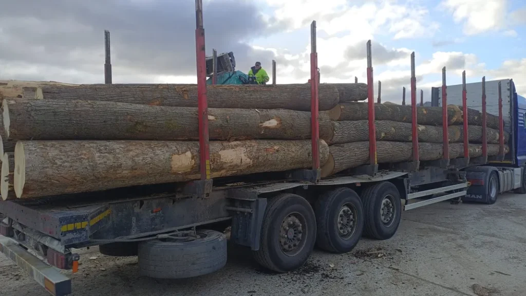 JESION – kłody tartaczne, długość 4/5 m – SPRZEDAM