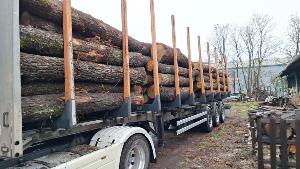 DĄB – kłody tartaczne, długość 2,5 i 3 m – SPRZEDAM