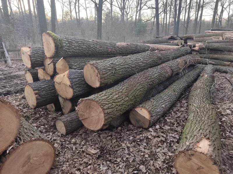 DĄB – kłody tartaczne, długość 3-6 m – SPRZEDAM