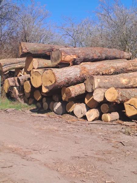 DĄB – kłody tartaczne, długość 3-6 m – SPRZEDAM