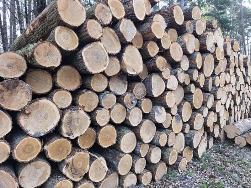 DĄB – kłody tartaczne, długość 2,5 m – SPRZEDAM