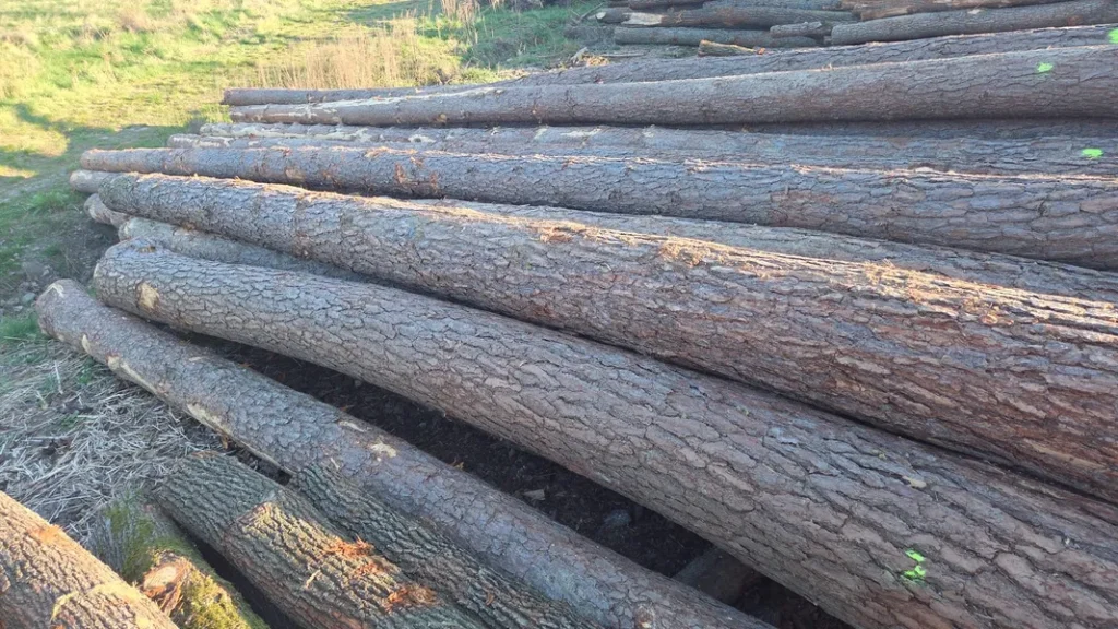 SOSNA – dłużyce tartaczne, długość 8/10/12 m – SPRZEDAM