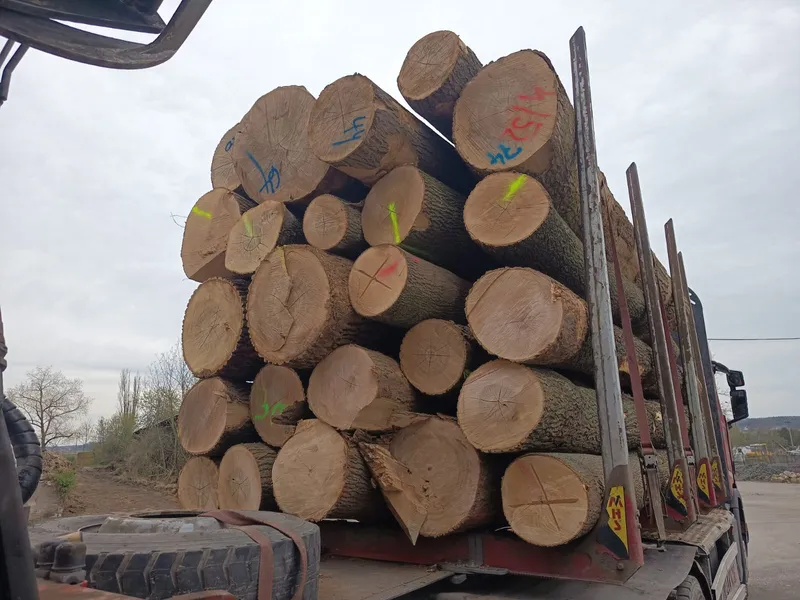 JESION – kłody tartaczne, długość 4 m – SPRZEDAM