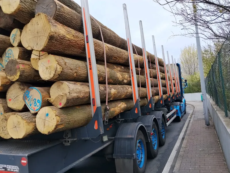 JESION – kłody tartaczne, długość 4 m – SPRZEDAM