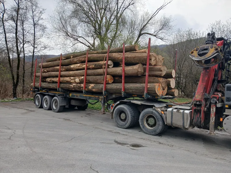 JESION – dłużyce tartaczne, długość 8/10/12 m – SPRZEDAM