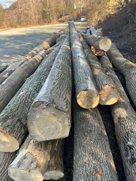 JESION – drewno tartaczne, długość 4-8 m – SPRZEDAM