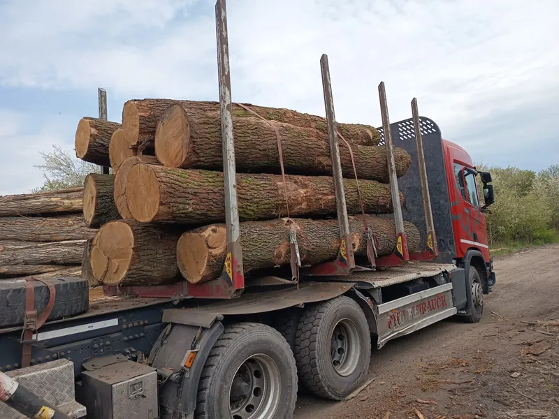 DĄB – kłody tartaczne, długość 2,5-6 m – SPRZEDAM