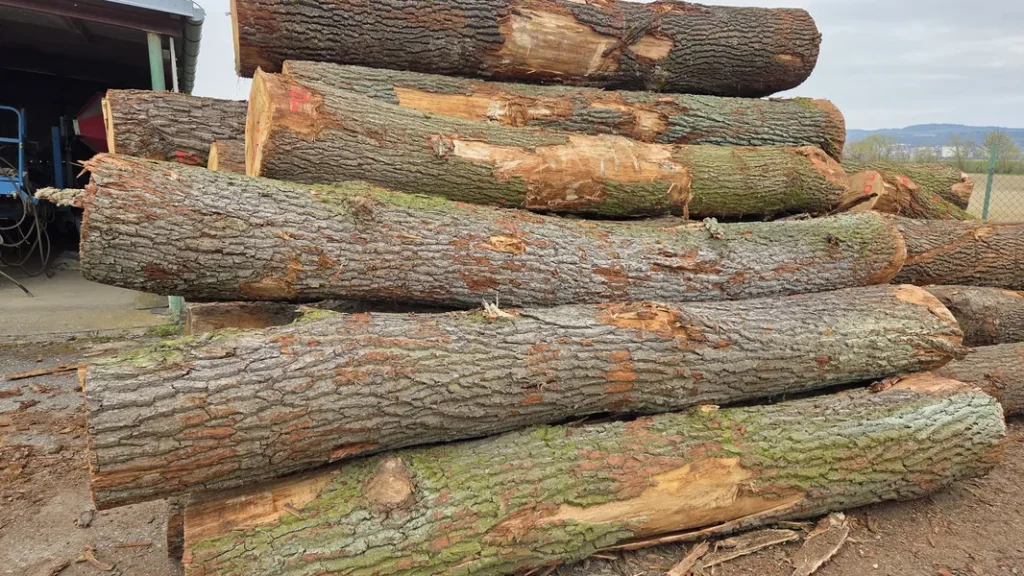 DĄB – drewno tartaczne, długość 3-8 m – SPRZEDAM