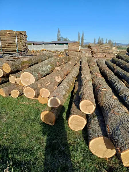 DĄB klasy WD– drewno tartaczne, długość 2,5-11 m – SPRZEDAM