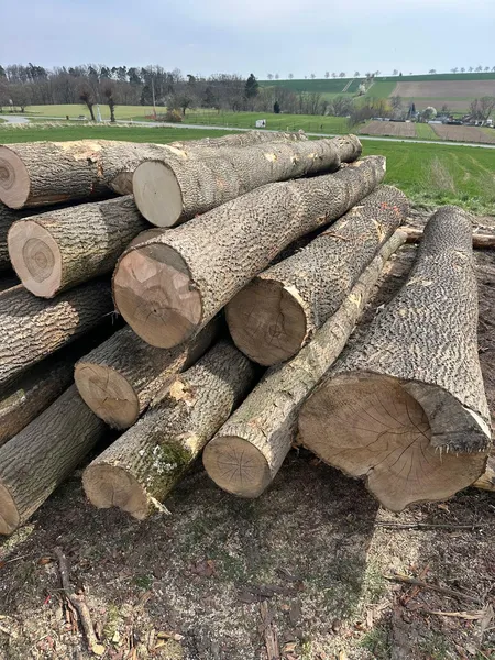 JESION – drewno tartaczne, długość 4-8 m – SPRZEDAM