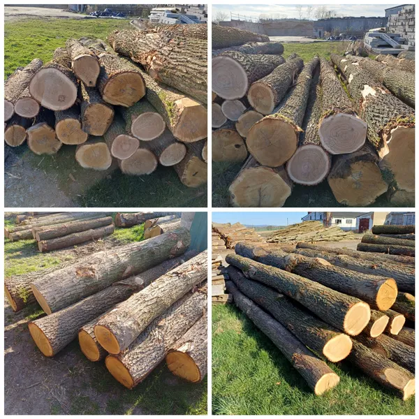 DĄB klasy WD– kłody tartaczne, długość 2,5/3/4/5/6 m – SPRZEDAM