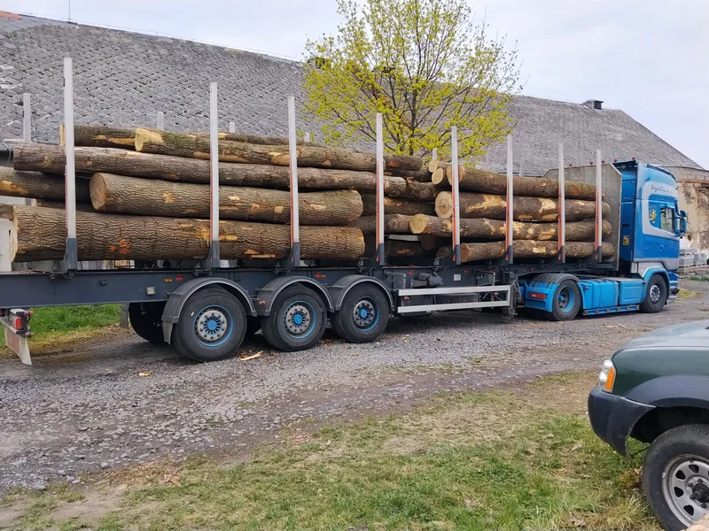 JESION – drewno tartaczne, długość 4-12 m – SPRZEDAM