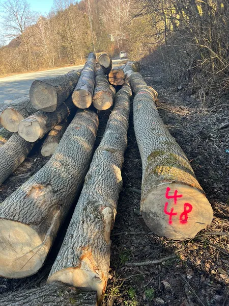 JESION – kłody tartaczne, długość 3/4/5 m – SPRZEDAM