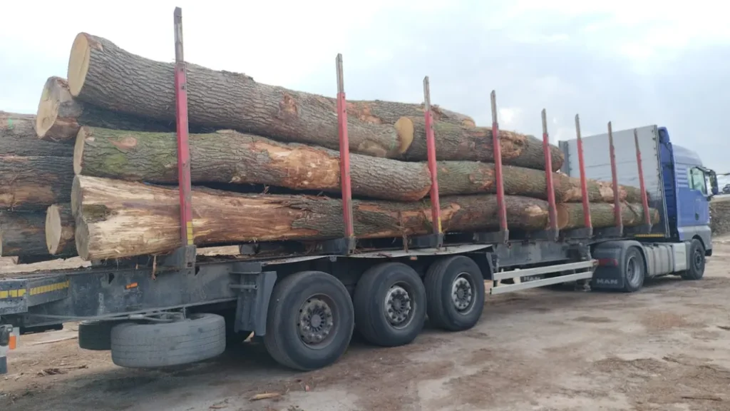 DĄB – drewno tartaczne, długość 3-8 m – SPRZEDAM