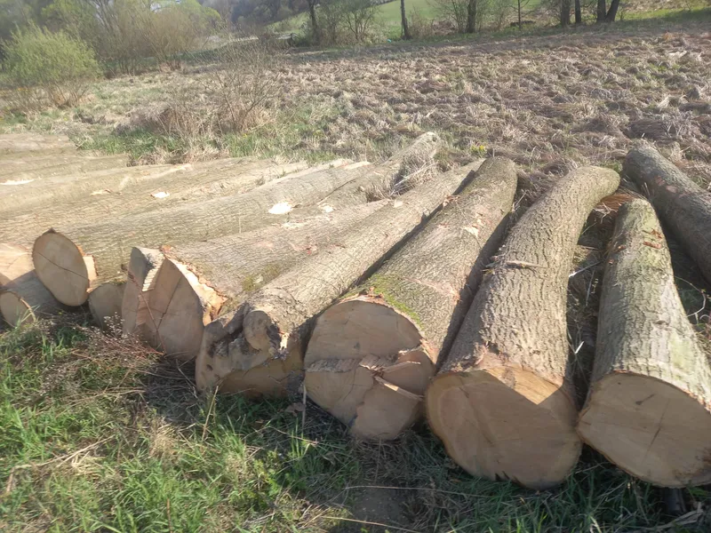 DĄB CZERWONY – drewno tartaczne, długość 4-8 m – SPRZEDAM