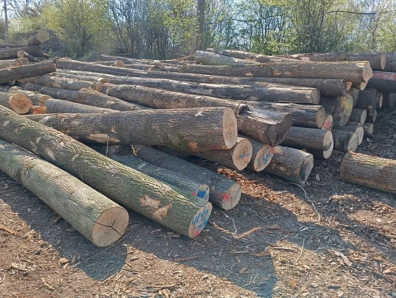 JESION – kłody tartaczne, długość 3/4/5 m – SPRZEDAM