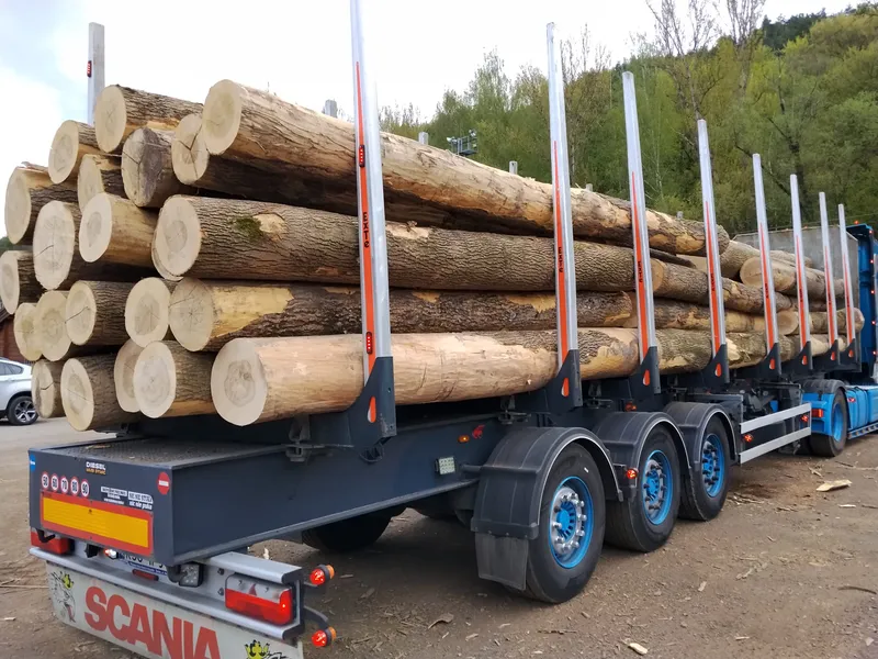 JESION – kłody tartaczne, długość 4/5/6 m – SPRZEDAM