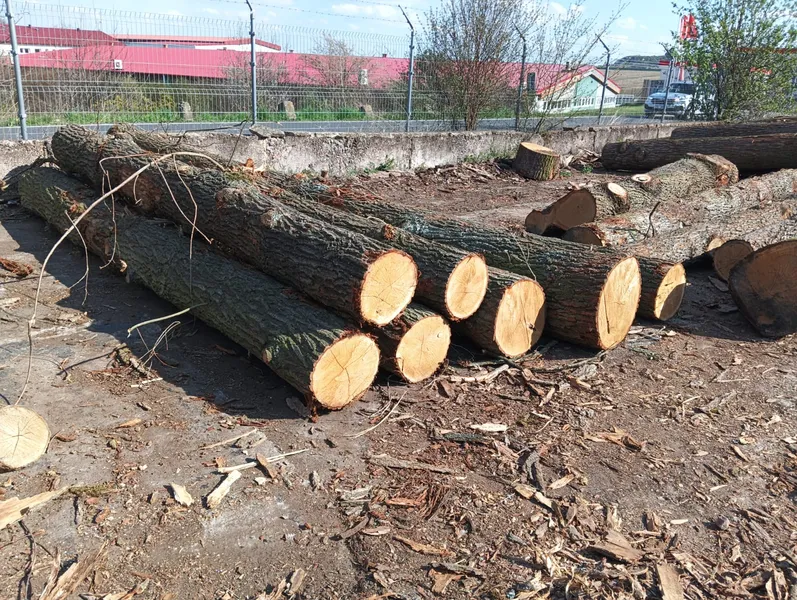 DĄB – kłody tartaczne, długość 3/4/5/6 m – SPRZEDAM