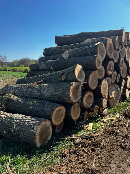 TOPOLA – kłody tartaczne, długość 3 m – SPRZEDAM