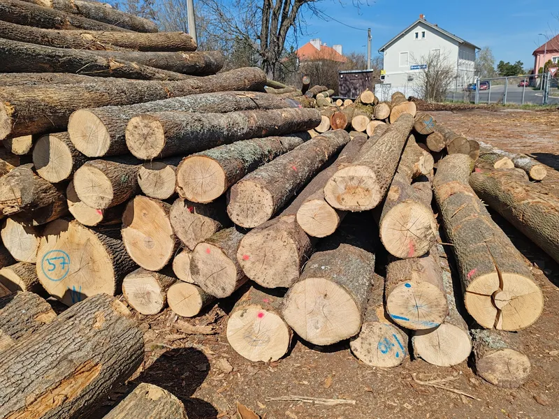 JESION – kłody tartaczne, długość 3/4/5 m – SPRZEDAM