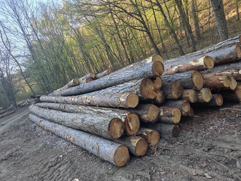 SOSNA – dłużyce tartaczne, długość 8/10/12 m – SPRZEDAM